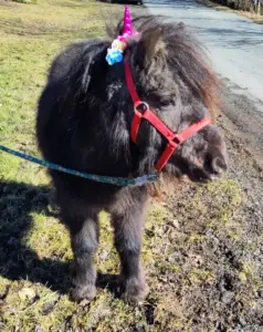 Jamila als Einhorn zu Fasching