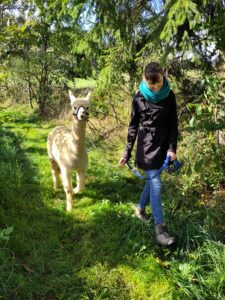 Alpaka bei Verletur - ein weißes Huacaya Alpakas mit einer Frau auf einem Wiesenweg zwischen Bäumen