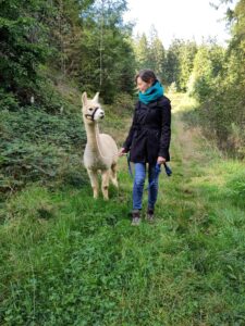 Alpaka bei Verletur - ein weißes Huacaya Alpakas mit einer Frau auf einem Wiesenweg im Wald