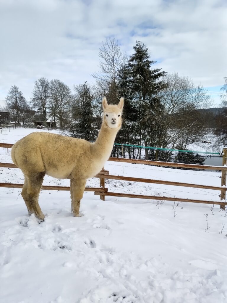 Alpaka bei Verletur - weißes Huacaya Alpaka im Winter im Schnee