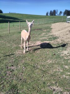 Alpaka bei Verletur - weißes Huacaya Alpaka nach der Schur