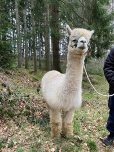 Alpaka bei Verletur - weißes Huacaya Alpaka mit Halfter im Wald