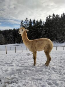Alpaka bei Verletur - Hellrehbraunes Suri Alpaka im Schnee 2023