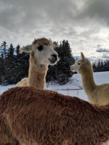 Alpakas bei Verletur - hellrehbraunes Suri Alpaka und weißes Huacaya Alpaka im Winter