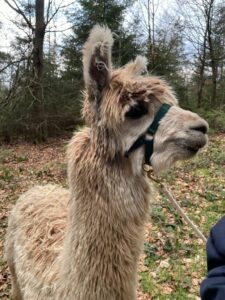 Alpakas bei Verletur - hellrehbraunes Suri Alpaka mit Halfter im Wald