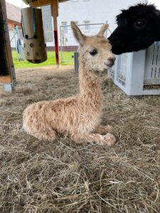 Alpakas bei Verletur - hellrehbraunes Suri Alpaka als Cria