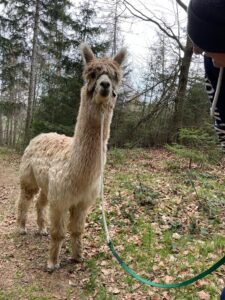 Alpakas bei Verletur - hellrehbraunes Suri Alpaka mit Halfter im Wald