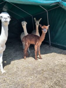 Alpakas bei Verletur - vier geschorene Alpakas im Weidezelt mit Blick in die Kamera