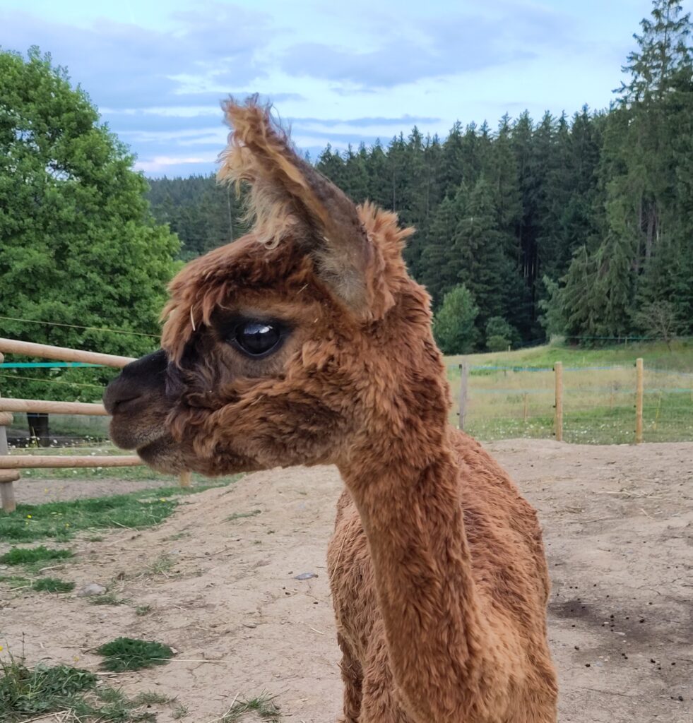 Alpakas bei Verletur - ein braunes Suri Alpaka
