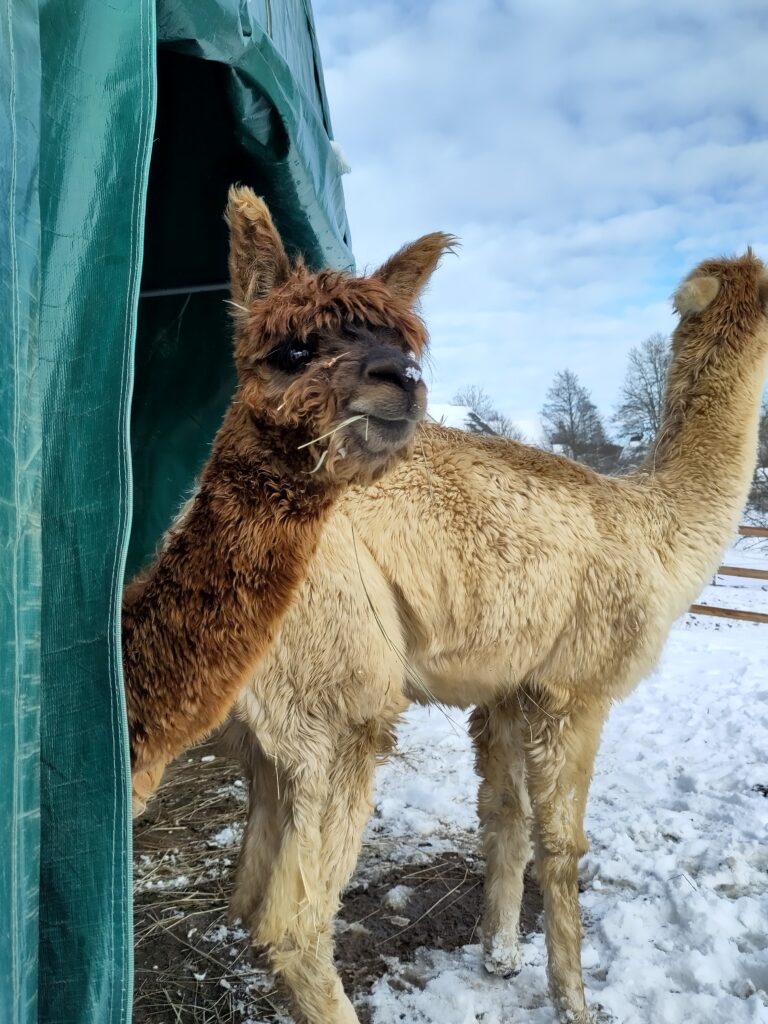 Alpaka bei Verletur - ein braunes Suri Alpaka