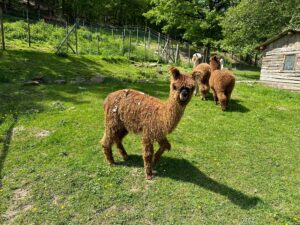 Alpaka bei Verletur - ein braunes Suri Alpaka Cria