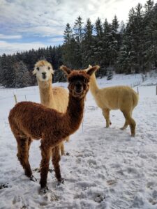 Tiergestützte Arbeit - Alpaka bei Verletur - drei Alpakas im Schnee
