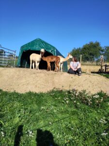 Tiergestützte Arbeit Verletur - eine Frau sitzt auf der Alpakaweide und ein Alpaka riecht neugierig an den Haaren