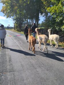 Tiergestützte Arbeit und Alpakaspaziergang Verletur - eine Gruppe von drei Personen mit drei Alpakas entlang einer Straße