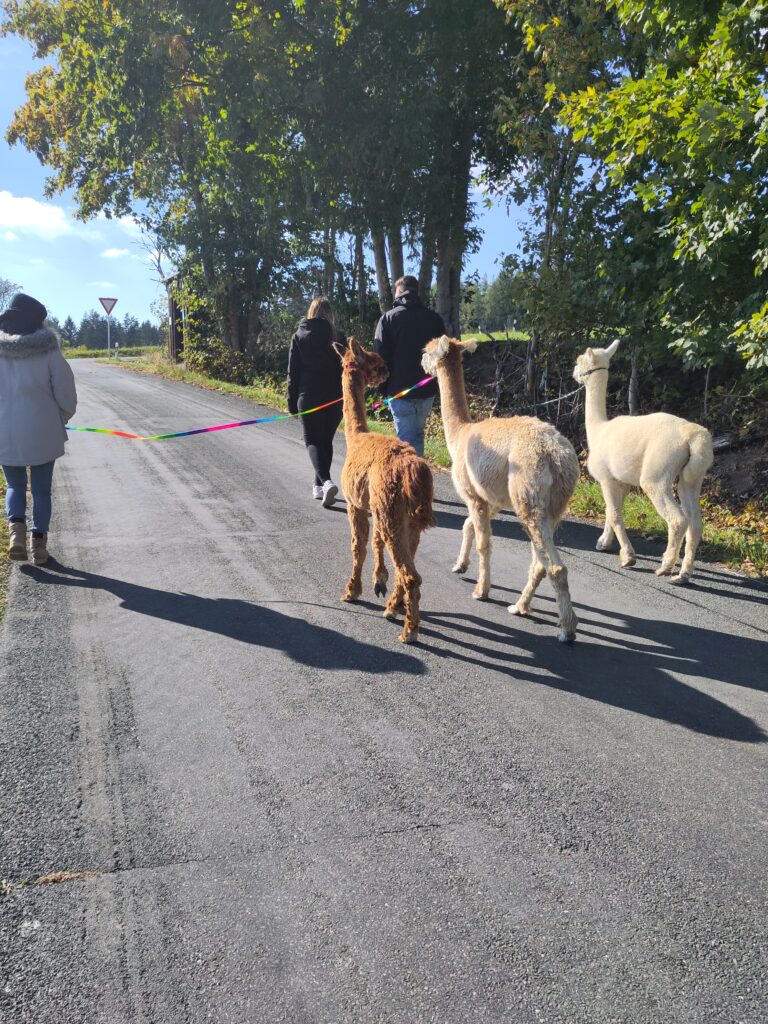 Tiergestützte Arbeit und Alpakaspaziergang Verletur - eine Gruppe von drei Personen mit drei Alpakas entlang einer Straße
