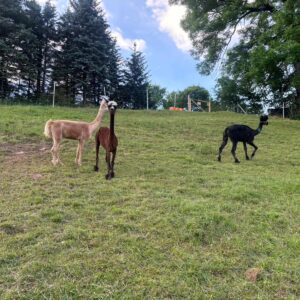 Scherservice Verletur - geschorene Alpakas auf der Wiese aus dem Jahr 2024