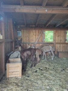 Scherservice Verletur - geschorene Alpakas im Stall aus dem Jahr 2025