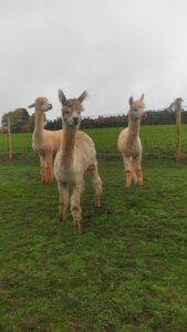 Alpaka bei Verletur - drei Alpakas auf der Wiese