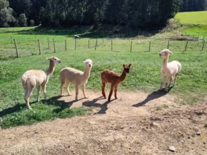 Alpaka bei Verletur - vier Alpakas auf der Wiese