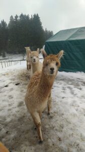 Alpaka bei Verletur - drei Alpakas die hinter einander in der Reihe in die Kamera schauen