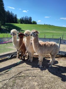 Alpaka bei Verletur - vier Alpakas am Halfter im Sommer kurz vor der Schur