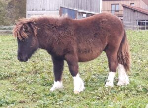 Shetlandpony Hengste Verletur - der Shetlandpony Hengst Coke als Fohlen