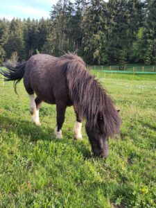 Shetlandpony Hengste Verletur - der Shetlandpony Hengst Coke beim Grasen