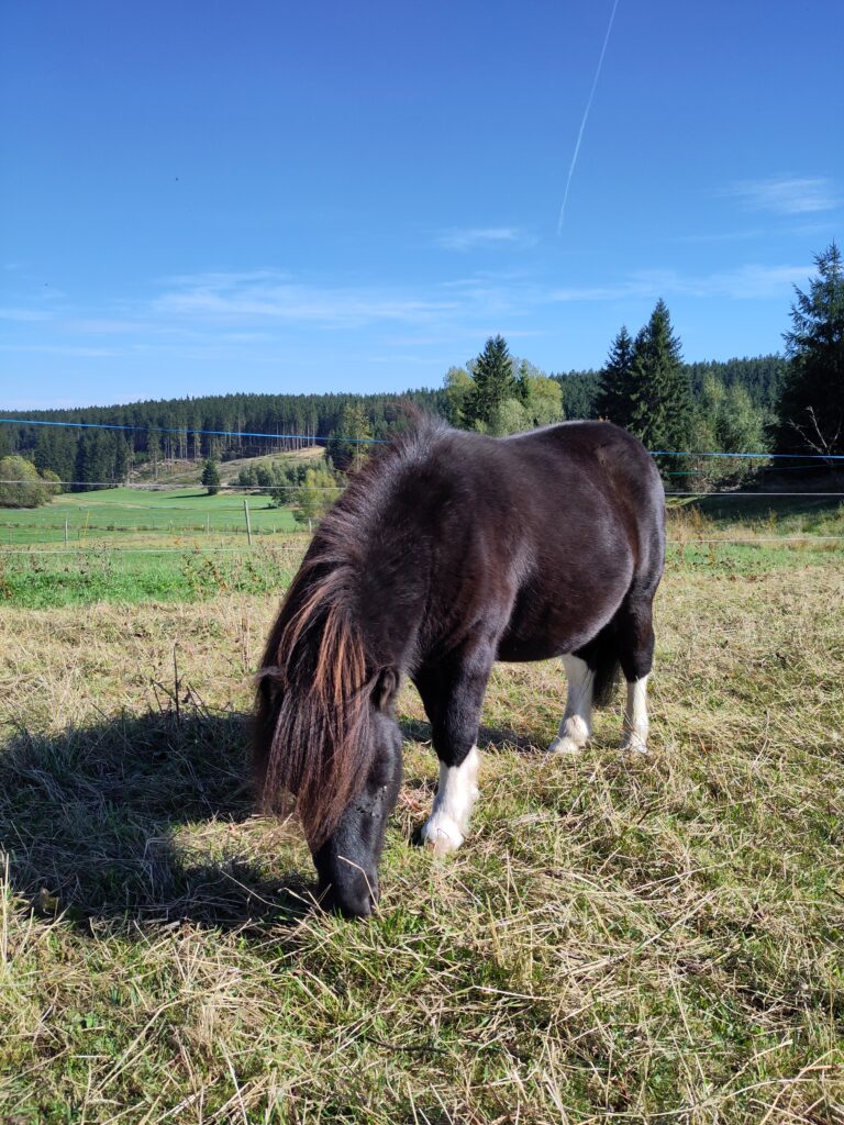 Shetlandpony Hengste Verletur - der Shetlandpony Hengst Coke in der Mittagssonne auf der Wiese beim Grasen