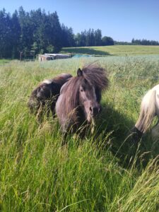 Shetlandpony Hengste Verletur - der Shetlandpony Hengst Coke mit Gras im Maul auf der Wiese