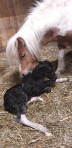 Shetlandpony Hengste Verletur - der Shetlandpony Hengst Coke bei der Geburt