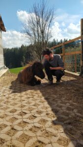 Shetlandpony Hengste Verletur - der Shetlandpony Hengst Coke schläft und ein Mann darf sich zu ihm setzten