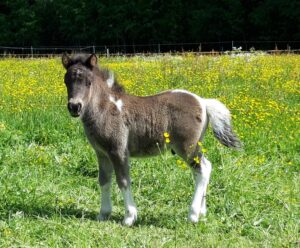 Shetlandpony Hengste Verletur - der Shetlandpony Hengst Coman als Fohlen auf der Wiese mit Blick in die Kamera