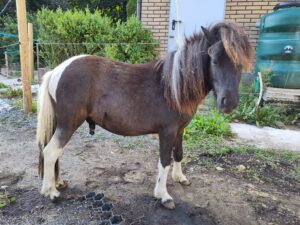 Shetlandpony Hengste Verletur - der Shetlandpony Hengst Coman mit Blick in die Kamera