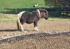 Shetlandpony Hengste Verletur - der Shetlandpony Hengst Coman während des Mittagsschlafes