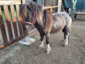 Shetlandpony Hengste Verletur - der Shetlandpony Hengst Coman nach der Fellpflege