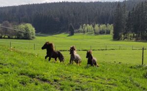 Shetlandpony Hengste Verletur – drei junge Shetlandpony Hengste Galoppieren gemeinsam einen Hügel auf der Wiese nach oben