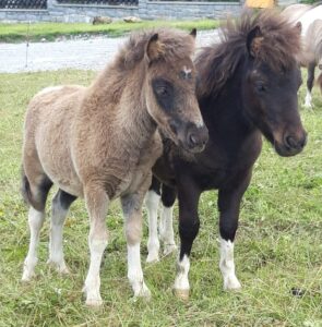 Shetlandpony Hengste Verletur – zwei Shetlandpony Hengst Fohlen stehen neben einander