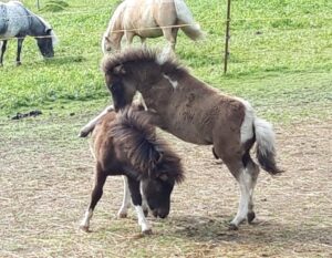 Shetlandpony Hengste Verletur – zwei Shetlandpony Hengst Fohlen spielen gemeinsam