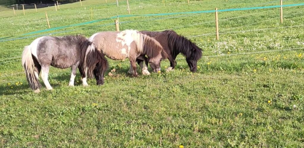 Shetlandpony Hengste Verletur – drei junge Shetlandpony Hengste essen leicht versetzt nebeneinander stehend auf der Weide Gras