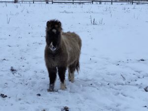 Shetlandpony Hengste Verletur – der PB Shetlandpony Hengst Oreo im Schnee