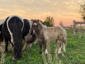 Shetlandpony Hengste Verletur – der PB Shetlandpony Hengst Oreo in der Herde seiner Geburt