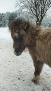 Shetlandpony Hengste Verletur – der PB Shetlandpony Hengst Oreo als Fohlen im Schnee mit Blick in die Kamera