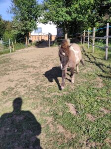 Shetlandpony Hengste Verletur – der PB Shetlandpony Hengst Oreo auf der Weide mit Gangrichtung Mensch, welcher Fotografiert