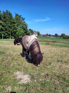 Shetlandpony Hengste Verletur – der PB Shetlandpony Hengst Oreo auf der Wiese beim Grasen
