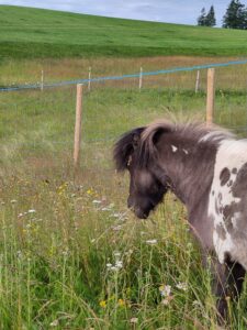Shetlandpony Hengste Verletur – der PB Shetlandpony Hengst Oreo auf der Wiese mit hohem Gras