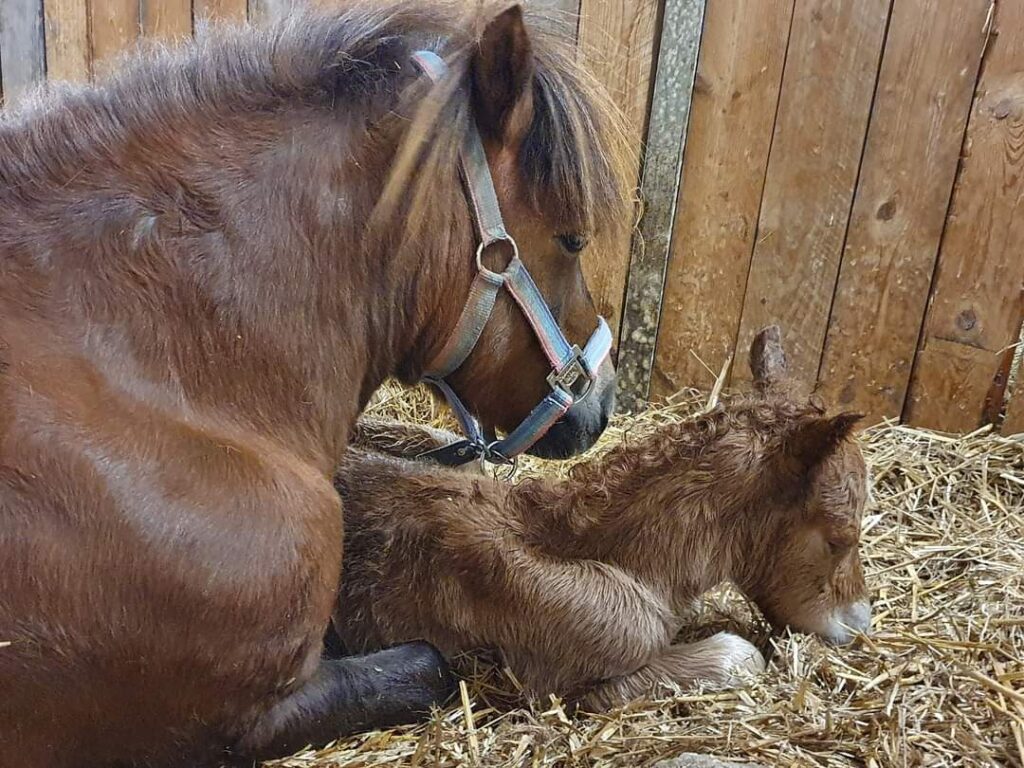 Shetlandpony Hengste Verletur – der Shetlandpony Hengst Well Doves Walesco bei der Geburt mit seiner Mutter Petra
