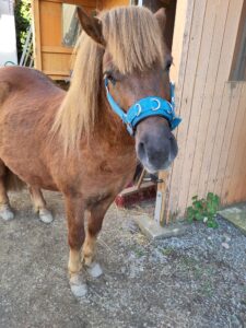 Shetlandpony Hengste Verletur – der Shetlandpony Hengst Well Doves Walesco wurde nach der Fell- und Mähnenpflege fotografiert. Er schaut in die Kamera.