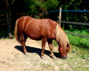Shetlandpony Hengste Verletur – der Shetlandpony Hengst Well Doves Walesco beim Erkunden des Bodens
