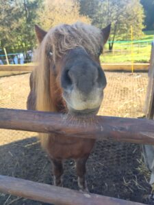 Shetlandpony Hengste Verletur – der Shetlandpony Hengst Well Doves Walesco schaut in die Kamera