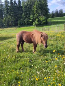 Shetlandpony Hengste Verletur – der Shetlandpony Hengst Well Doves Walesco in der Sonne auf der Wiese